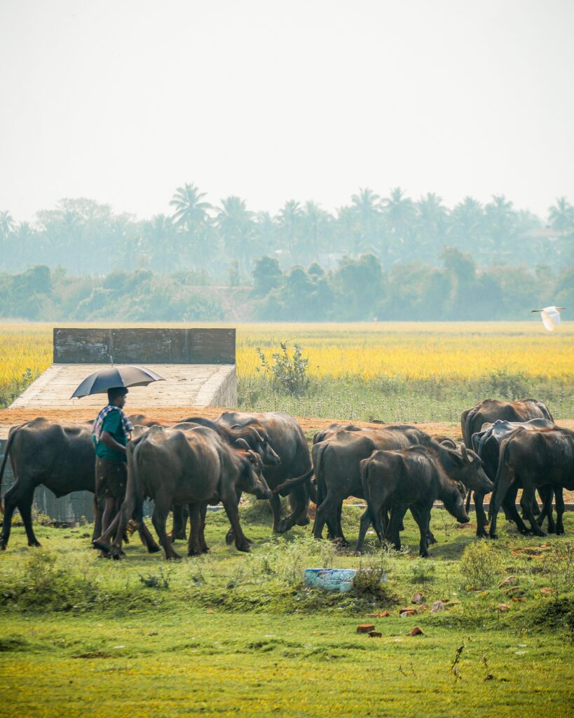buffalo farm - thshf